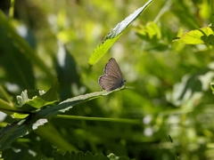 Cupido amyntula
