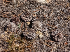 Pinus contorta murrayana