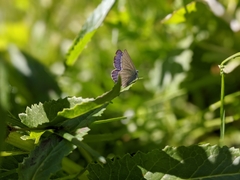 Cupido amyntula