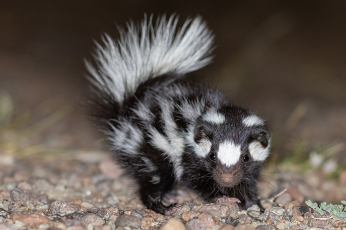 Desert Spotted Skunk