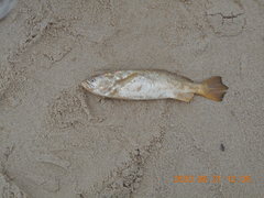 Macrodon ancylodon