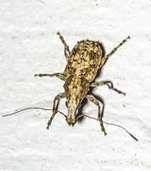 Meconemus infuscatus