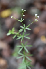 Galium concinnum