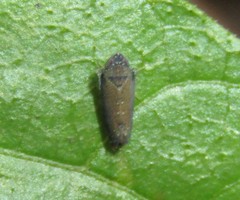 Scaphytopius nigrifrons