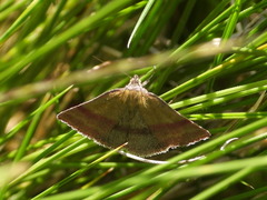 Phytometra viridaria