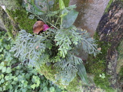 Asplenium theciferum