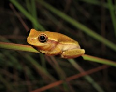 Dendropsophus nanus
