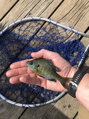 Lepomis macrochirus macrochirus