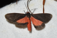 Virbia laeta
