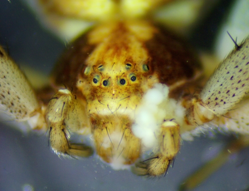 Turf Running Spider photo 2