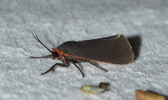 Virbia laeta
