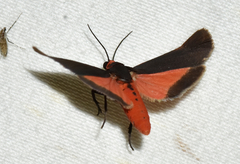 Virbia laeta