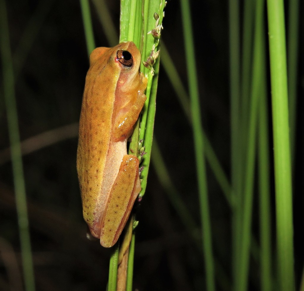 Dwarf Treefrog