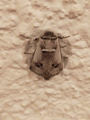 Parahypopta caestrum