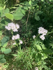 Valeriana officinalis sambucifolia