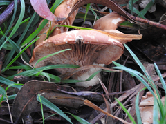 Russula kalimna