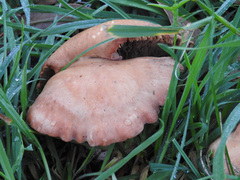 Russula kalimna