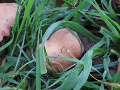 Russula kalimna