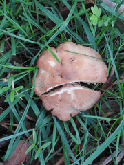 Russula kalimna