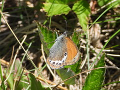 Coenonympha gardetta darwiniana