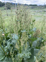 Rumex confertus