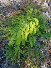 Adiantum aleuticum aleuticum