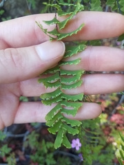 Adiantum aleuticum aleuticum