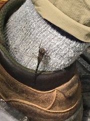 Gomphaeschna furcillata