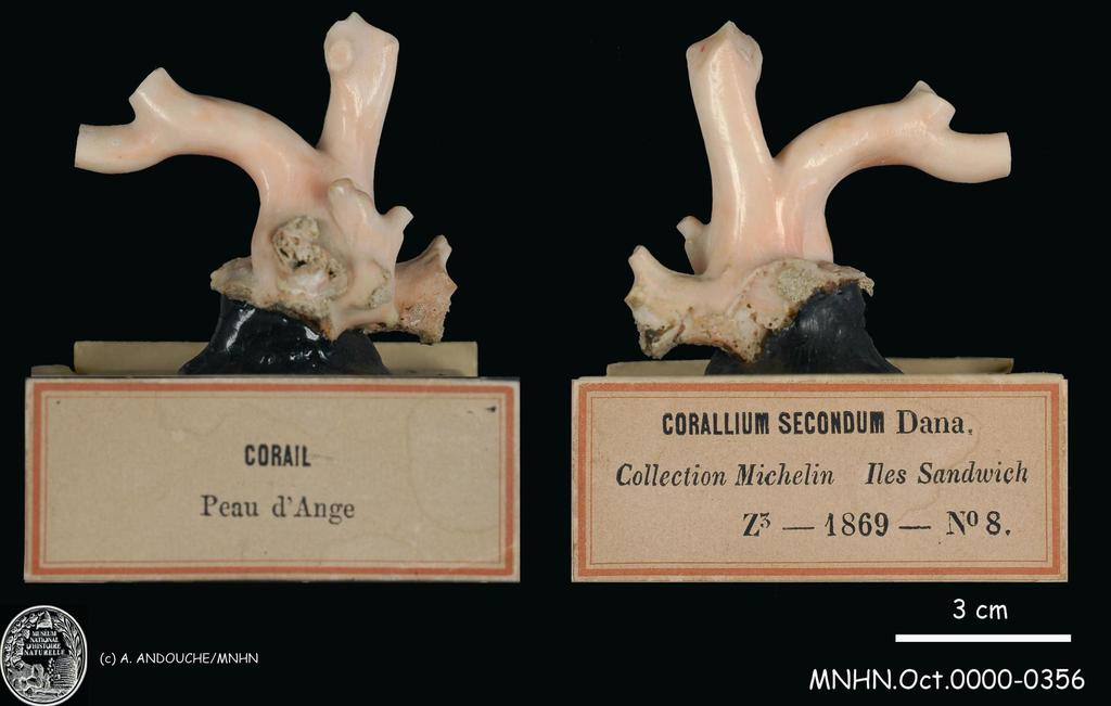 Pleurocorallium