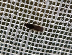 Metopoplax origani