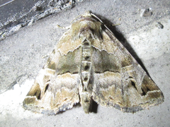 Niphonyx segregata