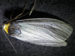 Macrobrochis staudingeri