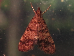 Dolicharthria bruguieralis