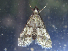 Dolicharthria bruguieralis