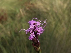 Liatris acidota