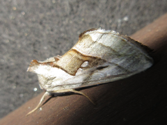 Macdunnoughia purissima