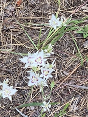 Calochortus lyallii