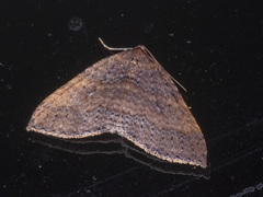 Larentia apotoma
