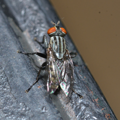 Sarcophagidae