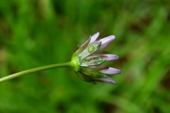 Cosmos diversifolius