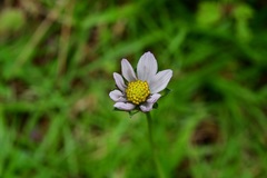 Cosmos diversifolius
