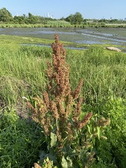 Rumex crispus