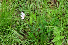 Cosmos diversifolius