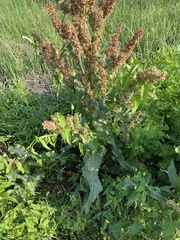 Rumex crispus