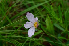 Cosmos diversifolius
