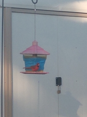 Cardinalis cardinalis