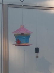 Cardinalis cardinalis