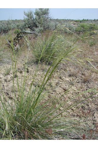 Needle-and-Thread (Plants of Highline Lake State Park) · iNaturalist