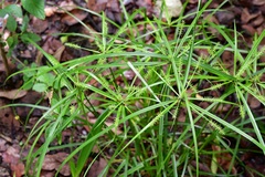 Cyperus hermaphroditus