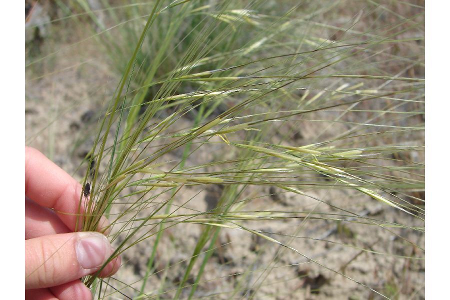 Needle-and-Thread (Plants Of Lathrop State Park) · INaturalist